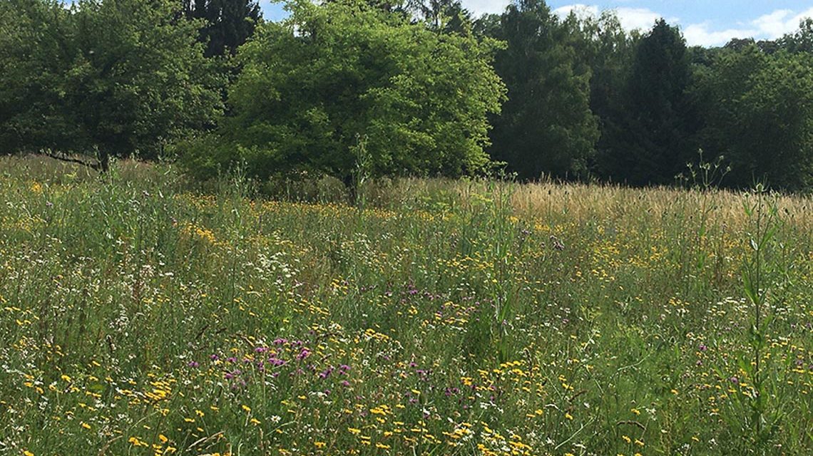 Blumenwiese, Biotop in Wiesbaden