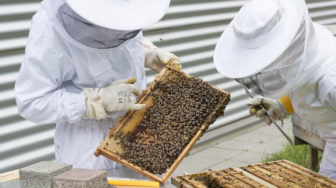 Zwei Imker halten eine Wabe mit Bienen und Honig in den Händen.