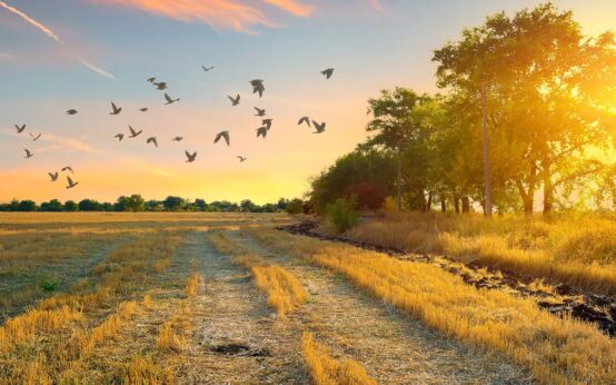 Blick übers Feld bei Abendrot. Tauben steigen auf. Es ist Herbewegter.