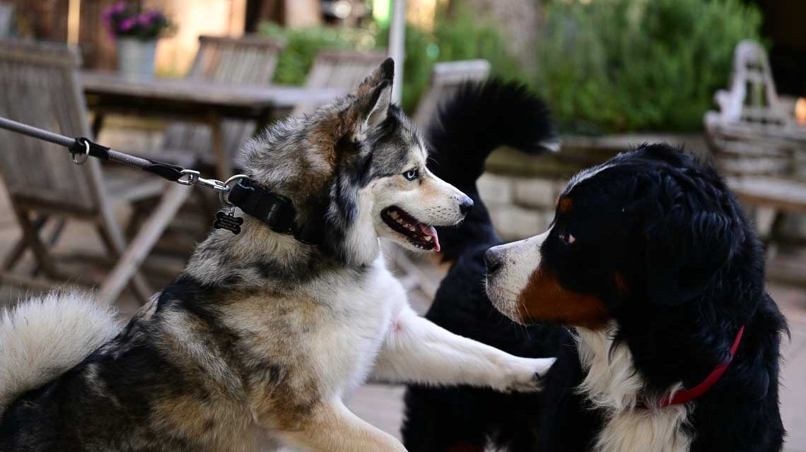 Ein Husky und ein Bernasennenhund spieen
