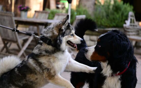 Ein Husky und ein Bernasennenhund spieen