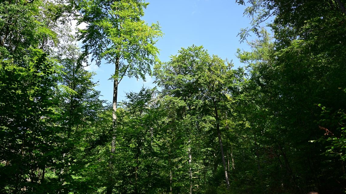 Baumkunde, Bild zeigt Baumkronen