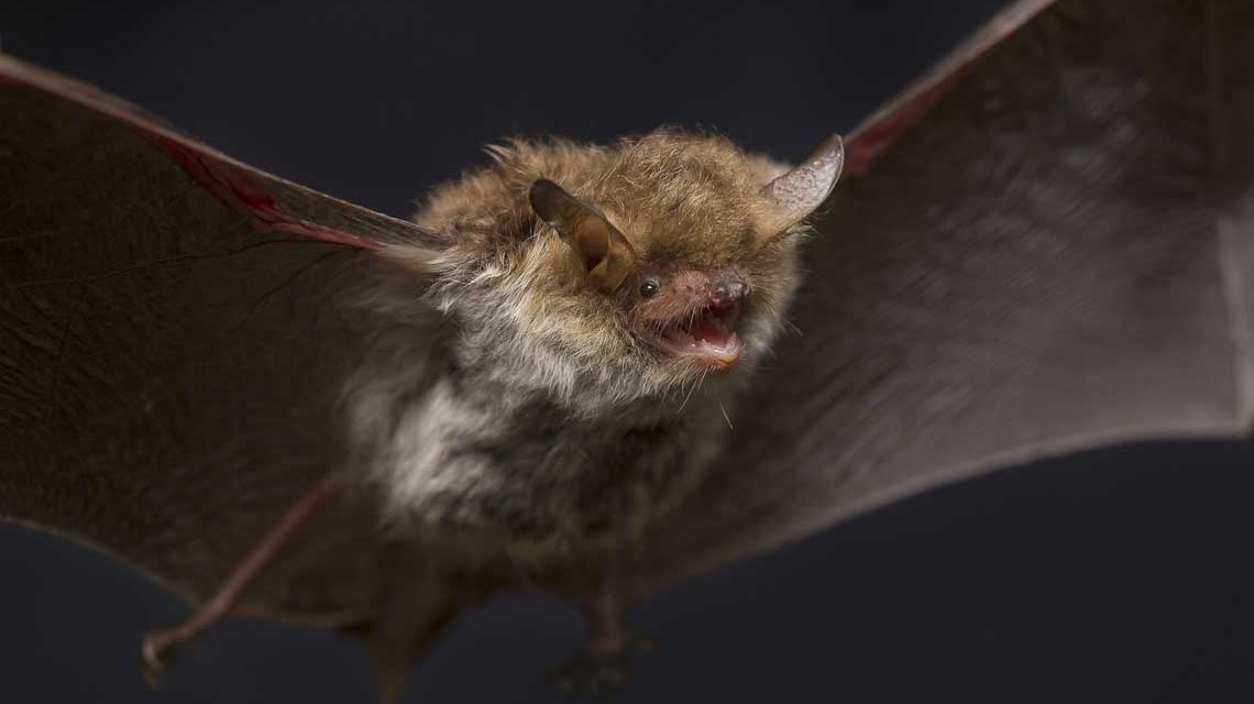 Auf dem Weg ins Liebesglück, eine Fransenfledermaus im Herbst.