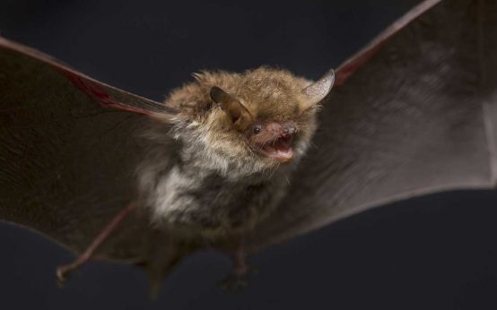 Auf dem Weg ins Liebesglück, eine Fransenfledermaus im Herbst.