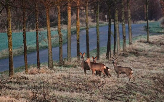 Wildunfälle: Rehe auf einem Feld am Rande einer Baumallee