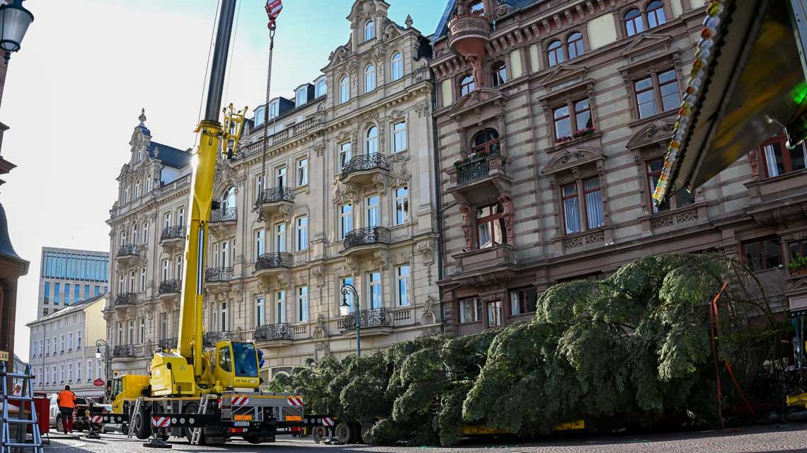 Der Wiesbadener Weihnachtsbaum liegt bereit, am 14. November wird er gestellt.