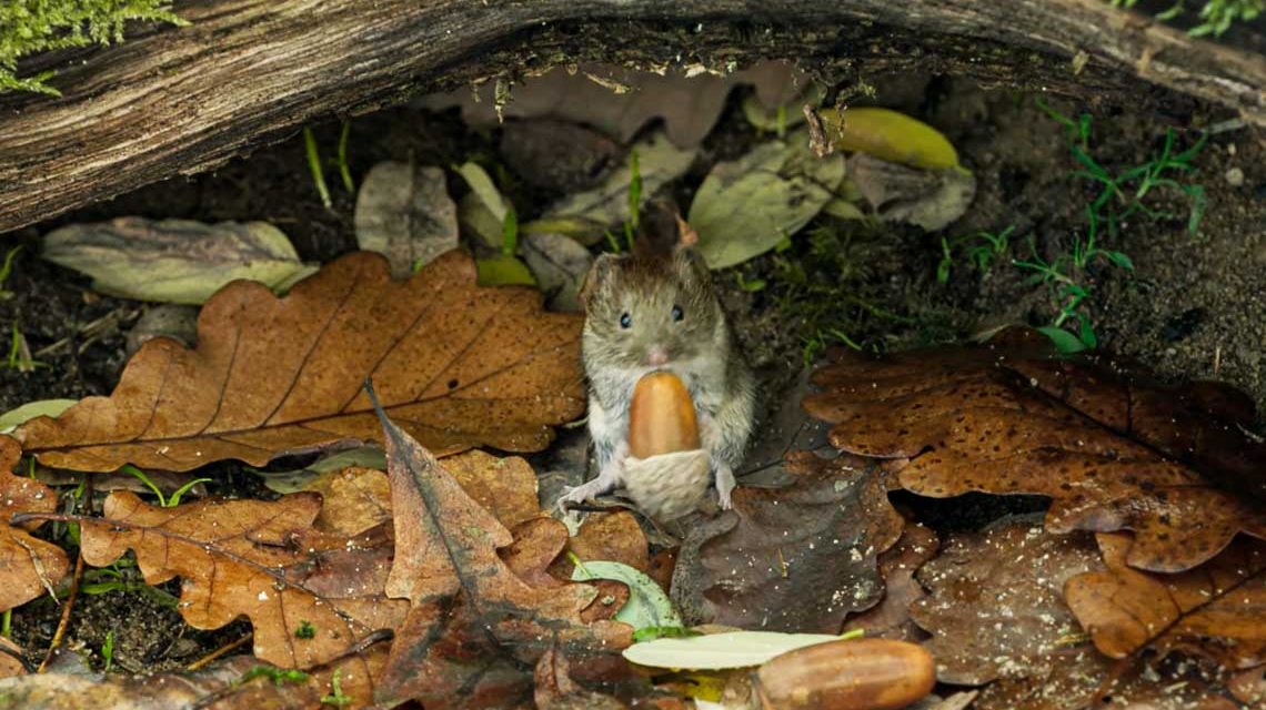 Die Eiche – mein Zuhause“ im Caligari