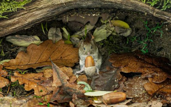 Die Eiche – mein Zuhause“ im Caligari