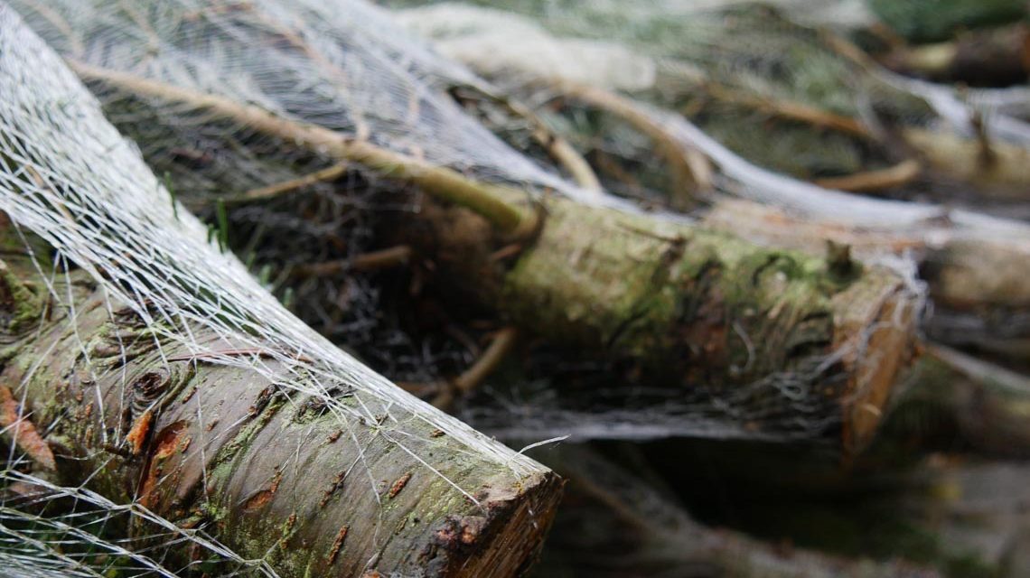 Weihnachtsbaumverkauf in der Innenstadt