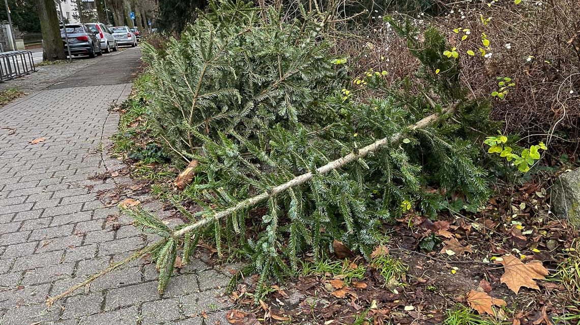 Weihnachtsbäume liegen auf der Straße.