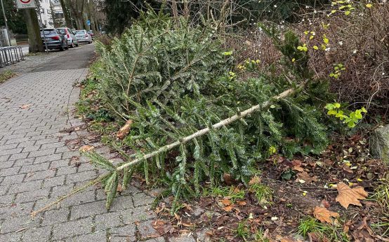 Weihnachtsbäume liegen auf der Straße.