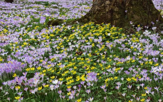 Viele bunte Blumen künde den Frühling an.