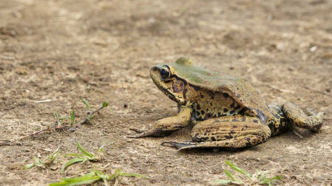 Krötenwanderung beginnt in der Regel Ende Februar.