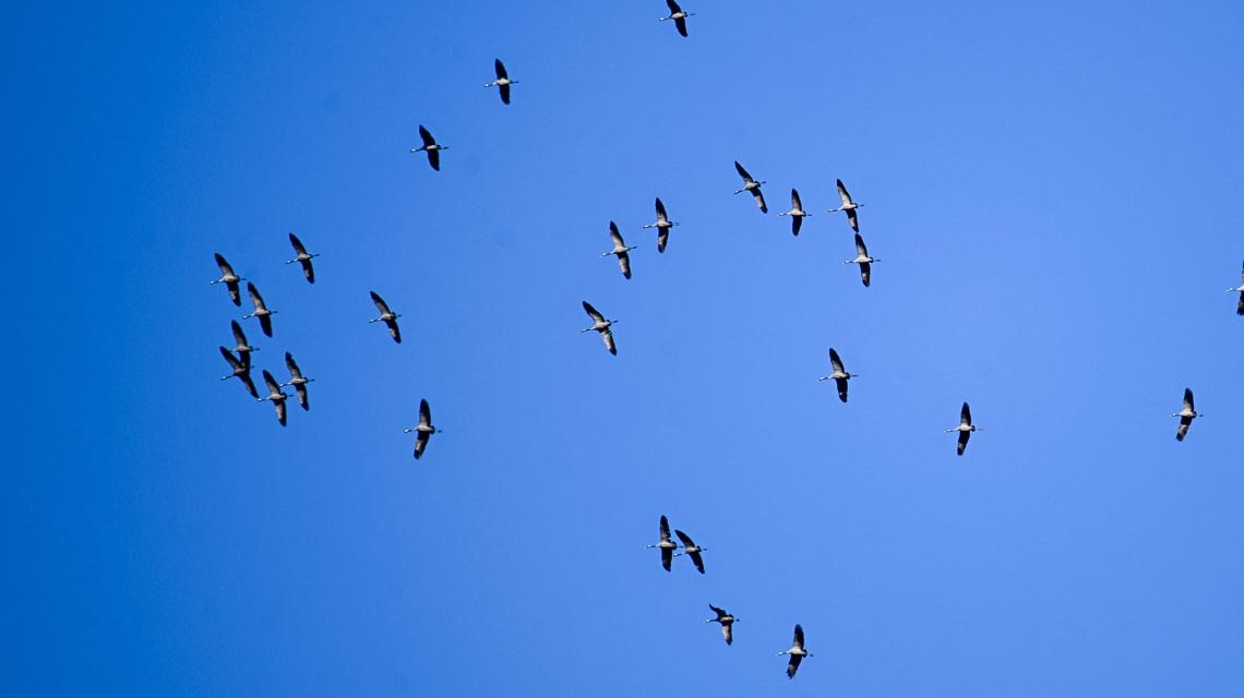 Kraniche nutzen Wind und Wetter