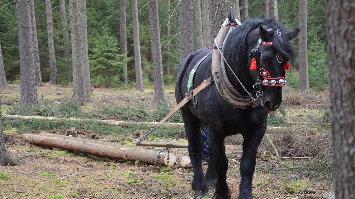 Schloss Freudenberg, Pferd ziehst Baumstamm: Natur und Pferd
