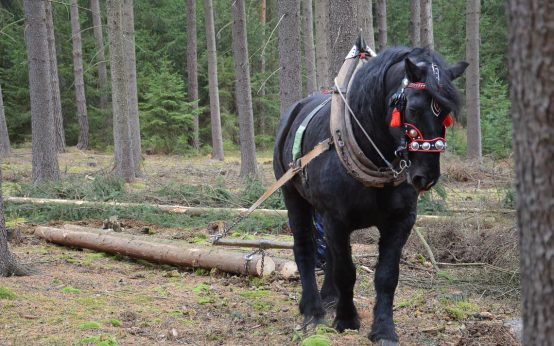 Schloss Freudenberg, Pferd ziehst Baumstamm: Natur und Pferd