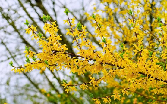 Februar mit Februar bricht Temperaturrekord, Forsythienblüte