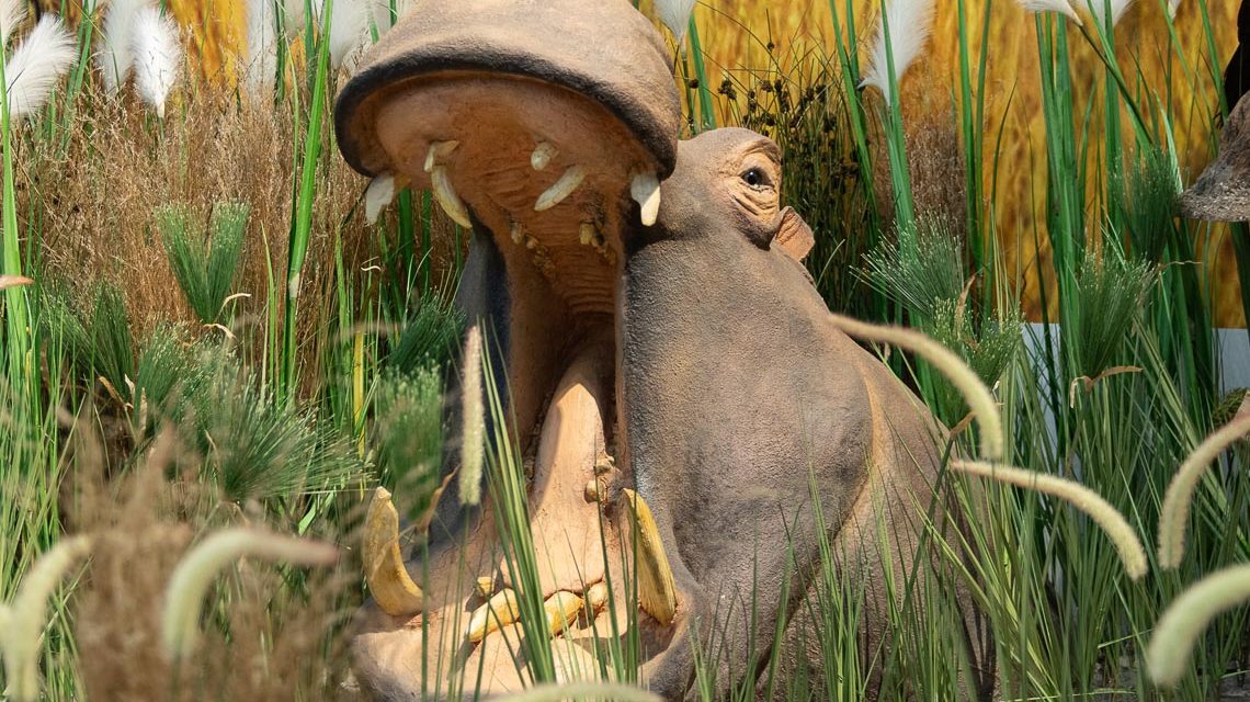 Flusspferd – Museum Wiesbaden / Bernd Fickert