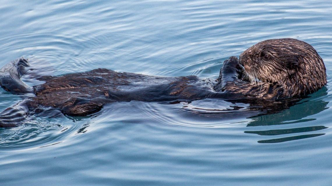 Fischotter, tiefenentspannt auf dem Rücken treibend.