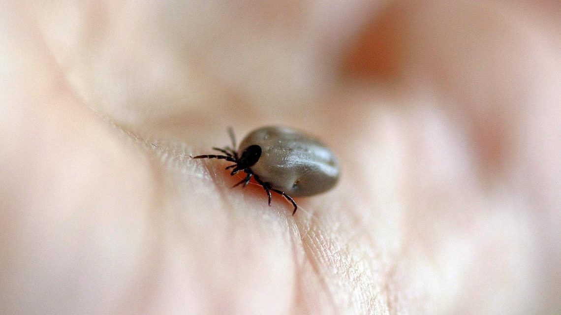 Zecke auf einer Handinnenfläche.