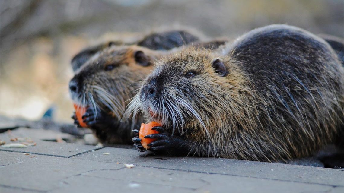 Nutrias bei der Fütterung