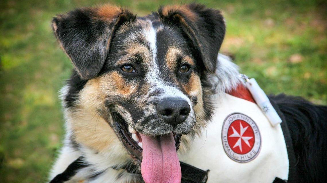 Rettungshund unterstützt bei Suchaktion.