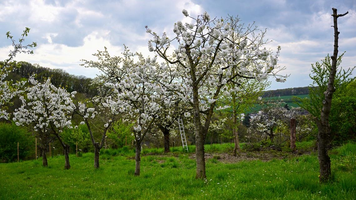 Frühling in Wiesbaden – Apfelblüte. Aprilwinter.