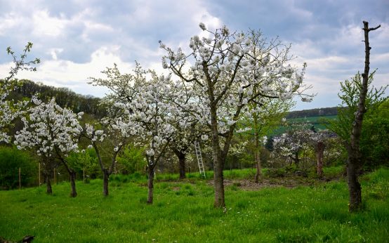 Frühling in Wiesbaden – Apfelblüte. Aprilwinter.