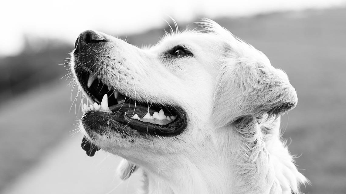 Hund und Dog-Shooting