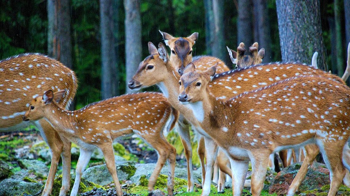 Junge Rehe am Rand vom Stadtwald. Jagdrevier, Jagdkonzept, Jagd