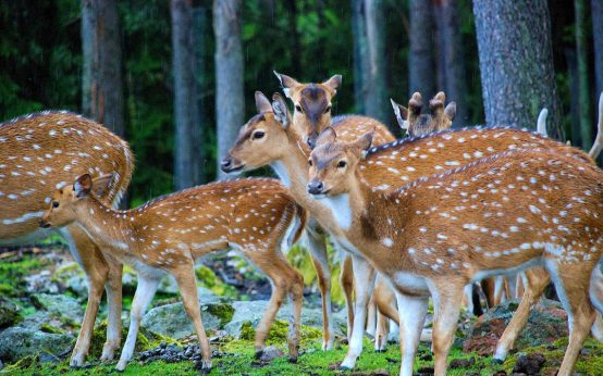 Junge Rehe am Rand vom Stadtwald. Jagdrevier, Jagdkonzept, Jagd