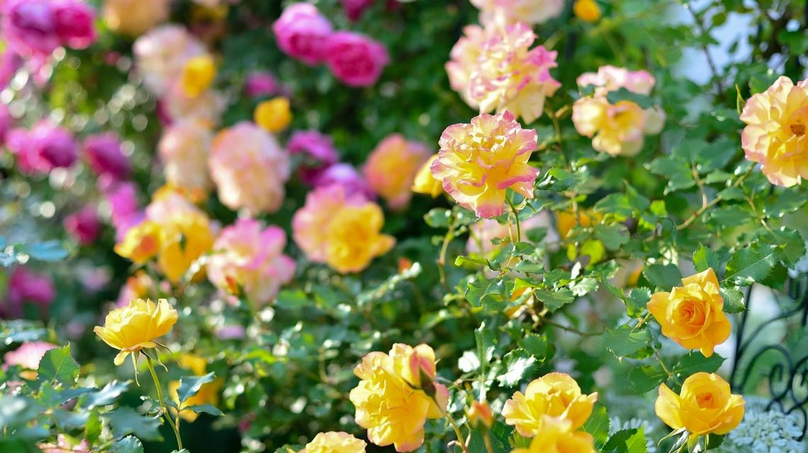 Rosengarten, bunte Rosen, Rosenpracht,