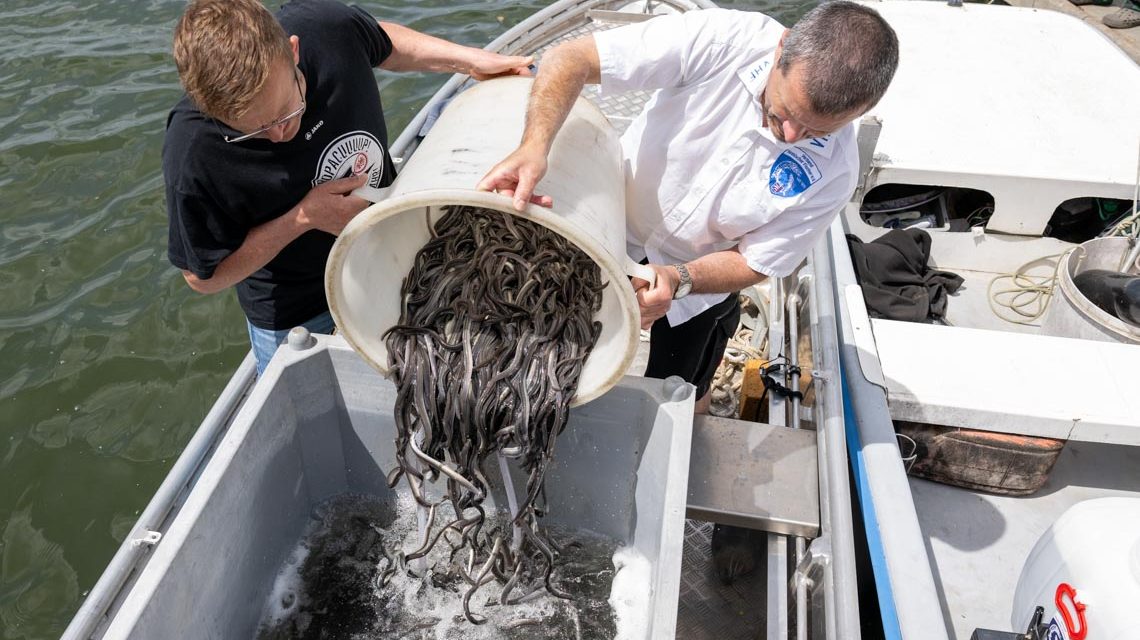 Land setzt Europäische Flussaale im Rhein aus