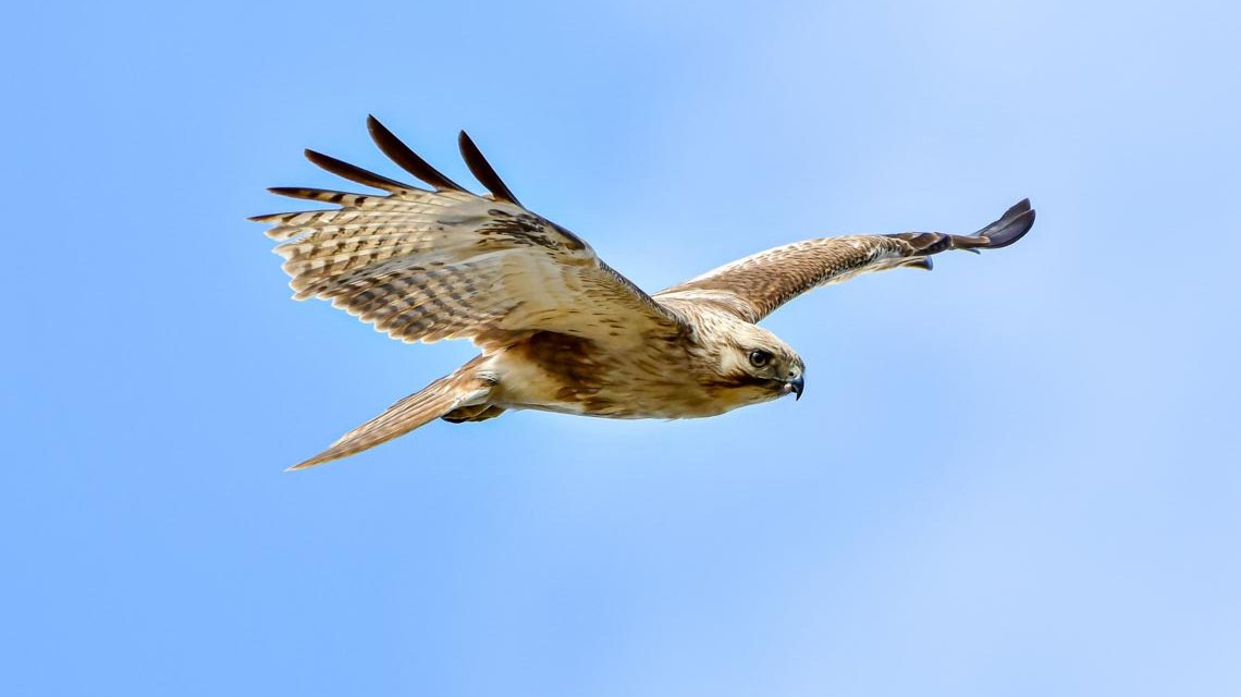 Bussard auf Beutetour