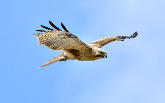 Bussard auf Beutetour