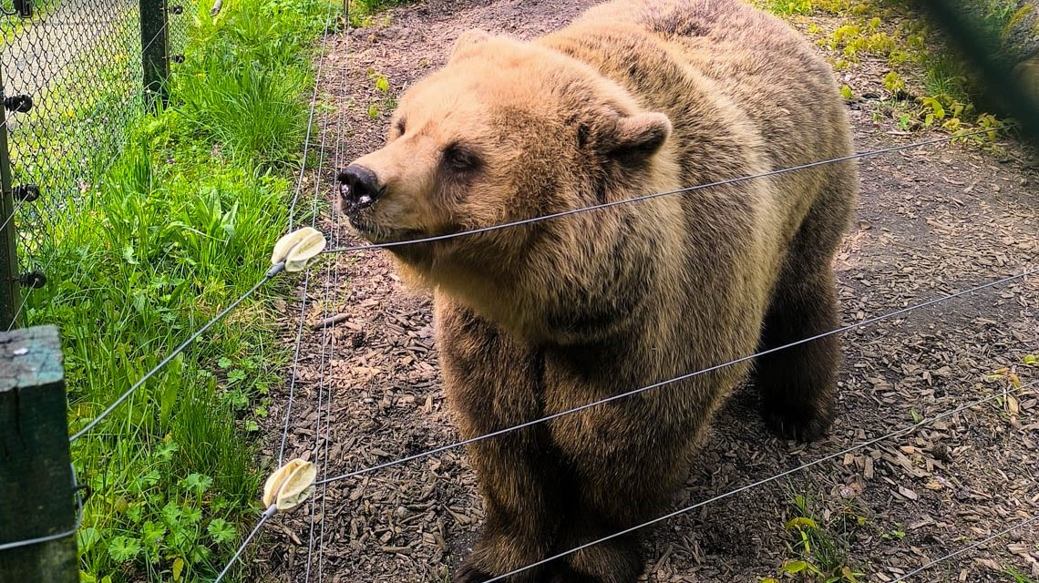 Neue Bärendame in der Fasanerie: Benina