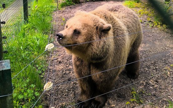 Neue Bärendame in der Fasanerie: Benina