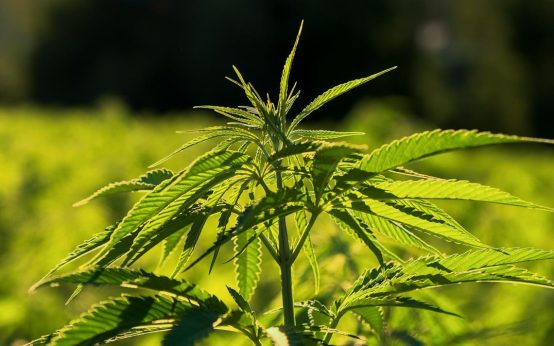 Cannabis Pflanze