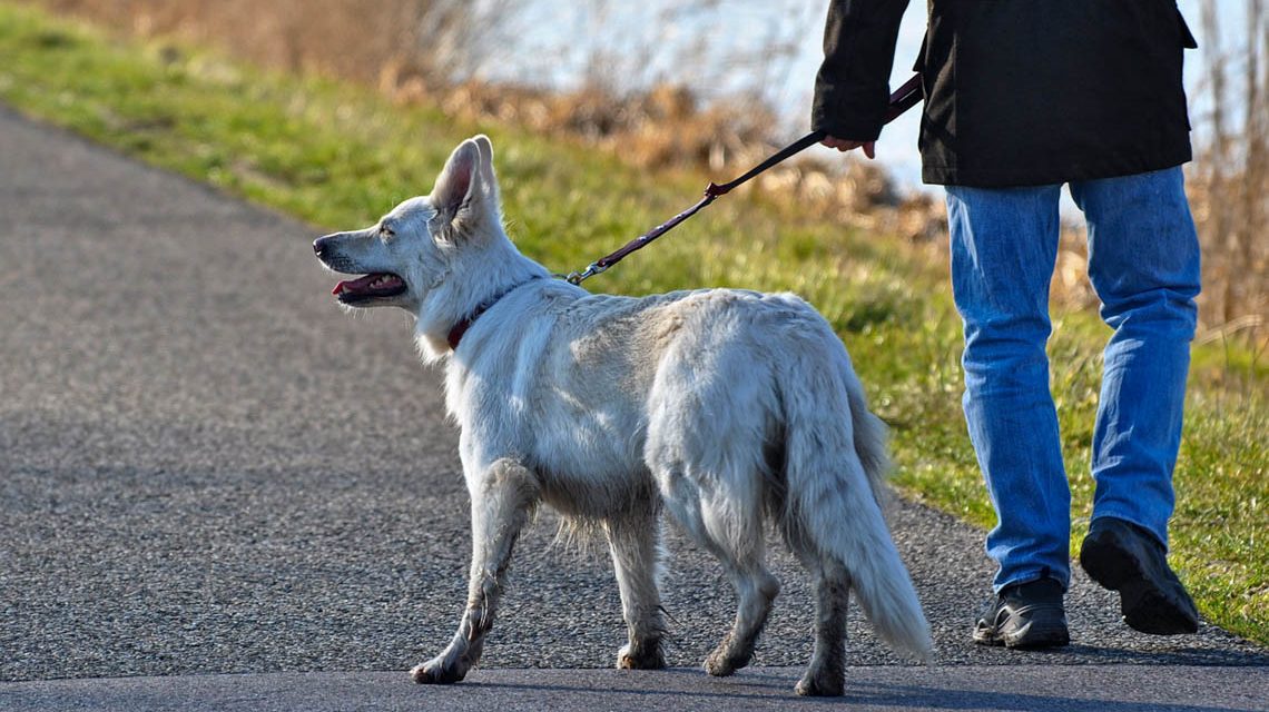 Leinenpflicht für Hunde