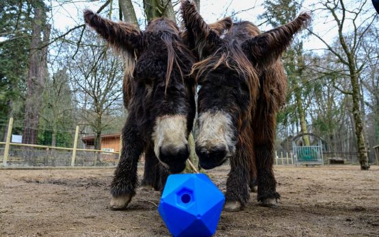Zwei Poitou-Esel im Tier- und Pflanzenpark Fasanerie.