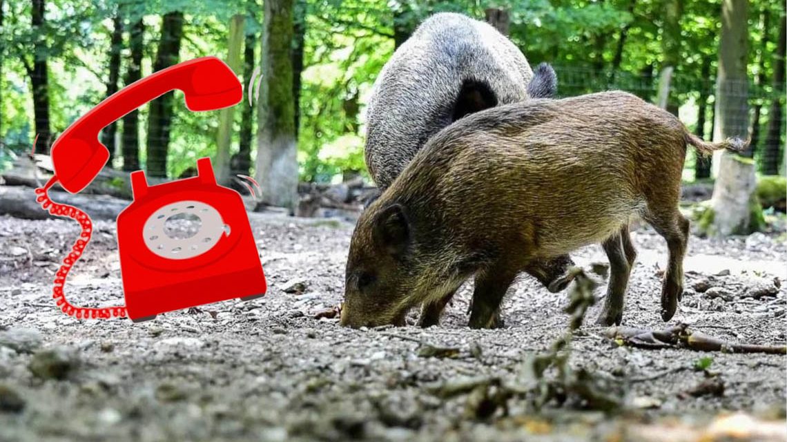 Afrikanische Schweinepest: Infotelefon geschaltet^