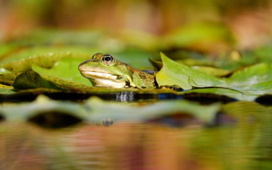 Frosch in einem Biotop. Biotop und Sitzlaube für Biebrich. Natur-Oasen im Stadtteil.