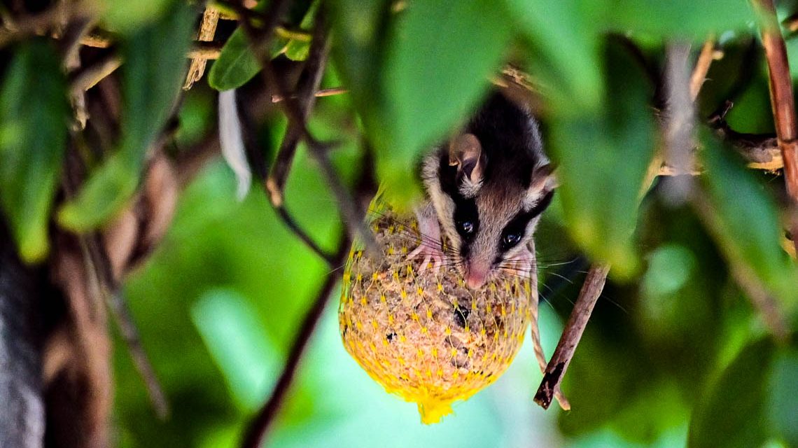 Gartenschläfer in Sonnenberg an einem Meiseknödel.