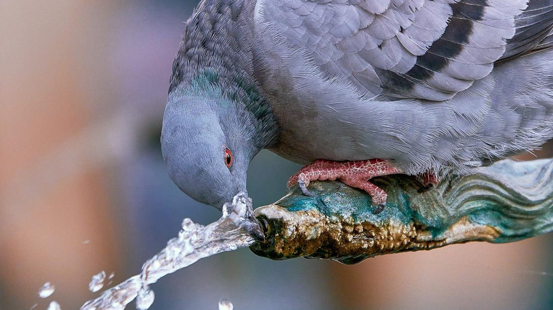 Taube trinkt Wasser am Brunnen.