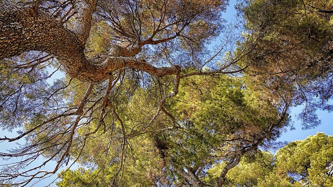 Tag der Nachhaltigkeit