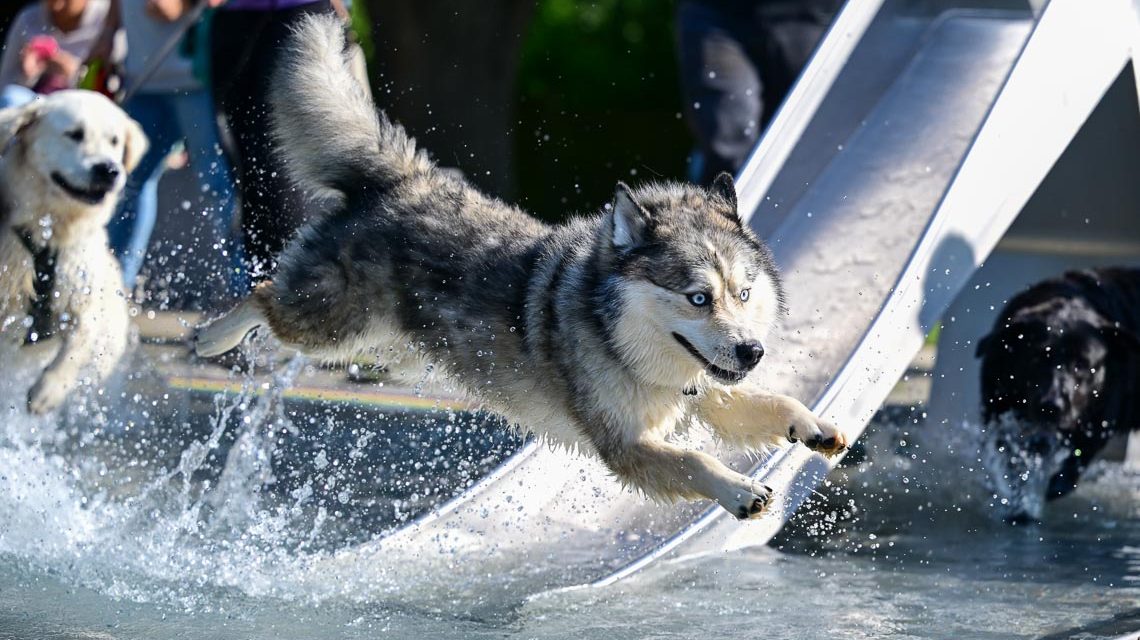 Hundeschwimmen im Freibad Kallebad