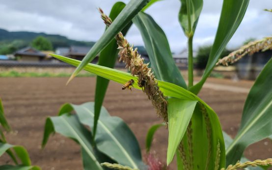 Landwirtschaft Boden // Der Boden auf dem wir leben.