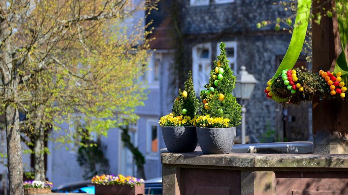 Osterglocke in Mainz Amöneburg, Blumentöpfe am Brunnen.