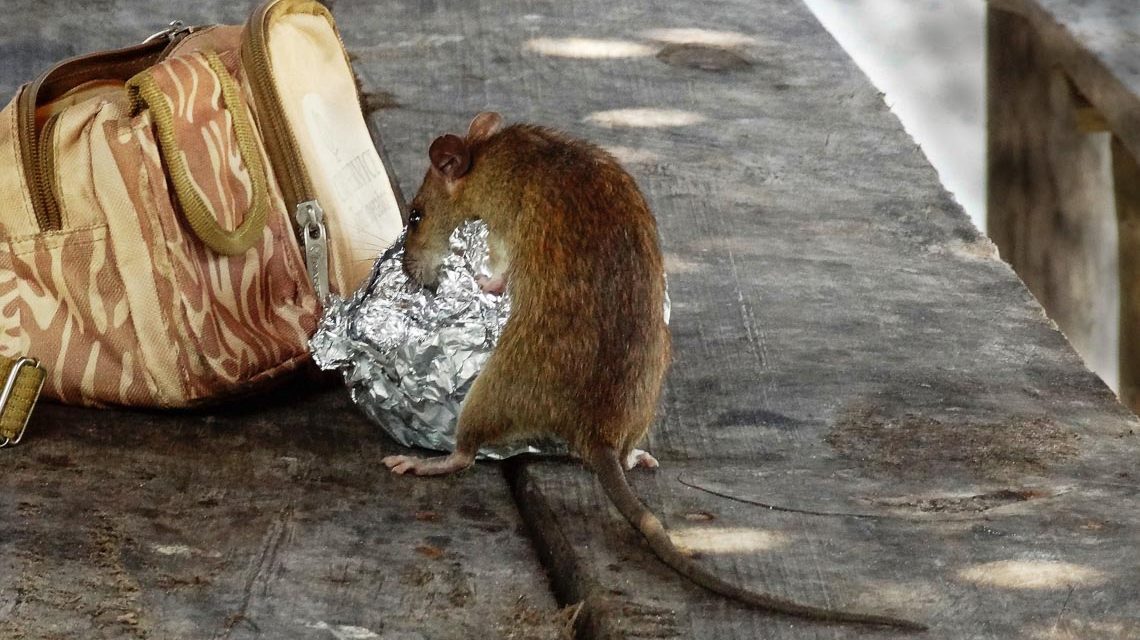 Ratten in der Stadt,. eine Ratte klaut sich ein Pausenbrot aus einem Schulranzen.
