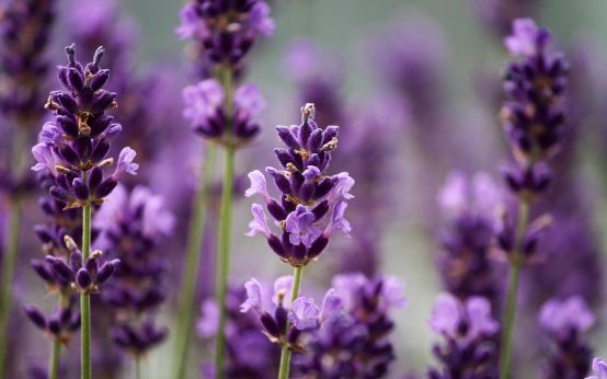 Lavendel Pflanze